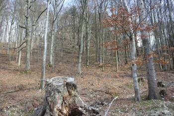 Pohled na hradní skálu ztrácející se mezi stromy (© Luděk Vláčil 03/2016)