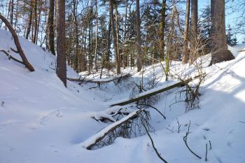 Příkop a val na severní straně. (© MICHAL VAŠATA, 01/2010)