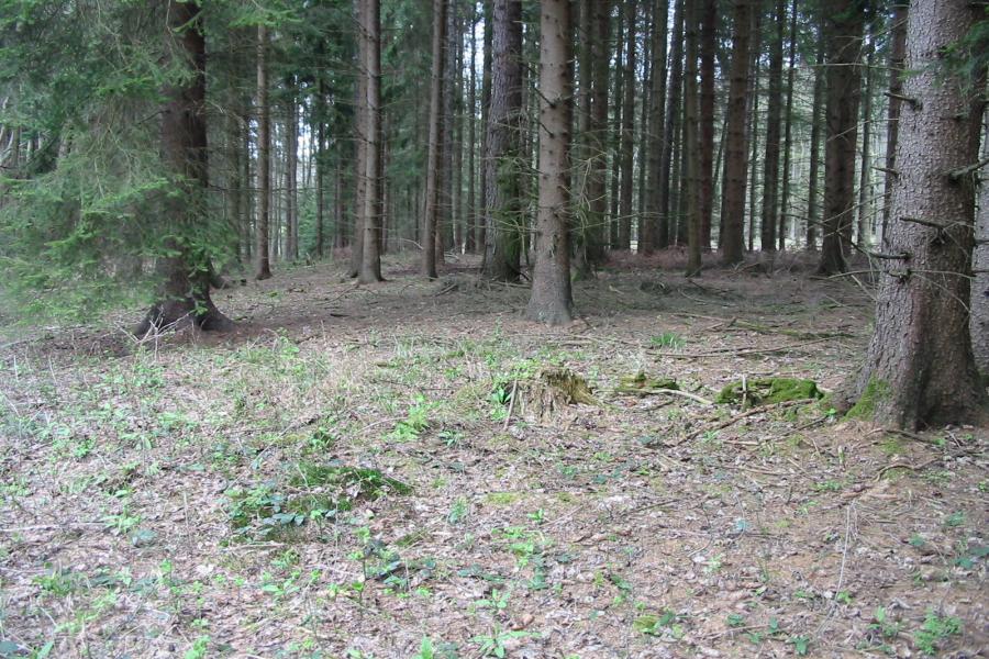 Panenská