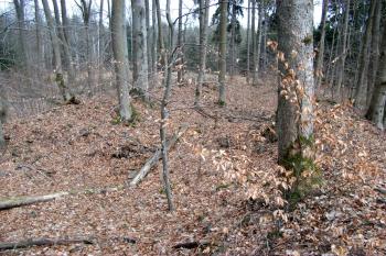 Pohled na rozvaliny kláštera ( © Petr Vaculčík 03/2011)