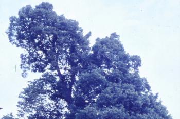 Lípa nad pramenem ( © Ivan Grisa 08/1991)