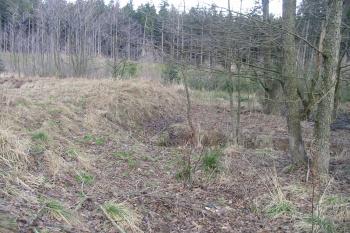 Terénní hrana na sv. související ale spíše s úpravou rybníka (© Dušan Dohňanský 01/2017)