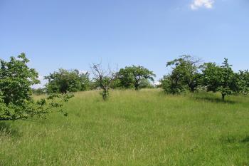 pohled na plochu hradiště od severu (© D Dohňanský, 06/2015)