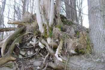 pozůstatky tvrze Adolfovice (© Vlastislav Mareček, 03/2016)
