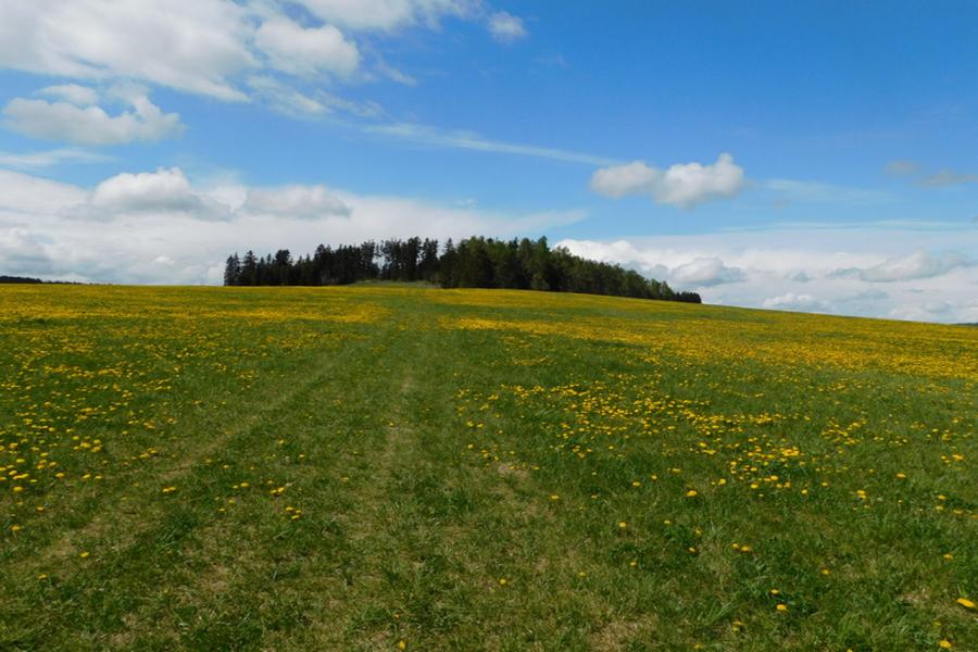 židovský hřbitov