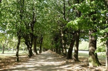 Holešov - habrová alej lemující cestu k zámecké hvězdárně, vlevo zámecký ovocný sad (© Karel Světlík, 01/2010)