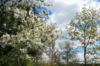 Kyjský rybník (© Simona Kidlesová  05/2021)