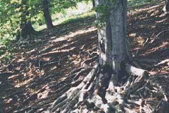 Cestou k hradu (2003 ©Luděk Pitter)