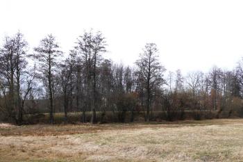 lokalita tvrziště od východu ( © Jan P. Štěpánek 02/2008)