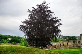 Cheb (hrad) ( © František Kinař 05/2017)