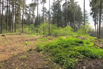odlesněné předhradí, vlastní hrad je až za ním (© D Dohňanský, 05/2017)