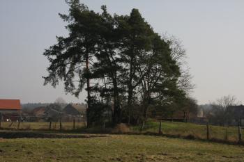 Pohled na tvrziště od požární nádrže (© Petr Nožička  02/2021)