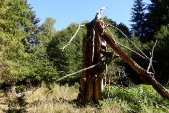 Kladské rašeliny (© Panda Kt 09/2019)
