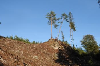 NPR Břehyně-Pecopala (© Alena Tollarová  09/2020)