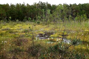 Swamp (© Michal Hofmann  06/2021)