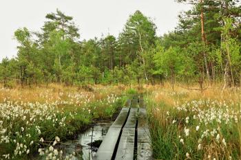 Swamp (© Jarda Hettner  05/2022)