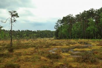 Swamp (© Jarda Hettner 05/2022)