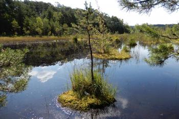 Swamp (© Josef Drda 08/2021)