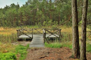 Swamp (© Jarda Hettner 05/2022)