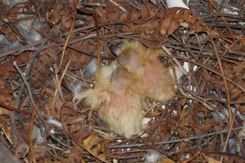  (© Pavel Semple  06/2022)