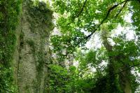 Buttevant