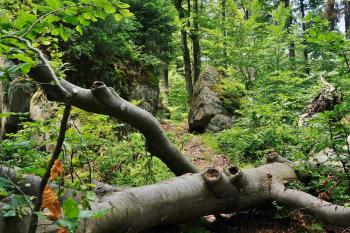 Čerchovské hvozdy (© Rostislav Hudec  07/2013)