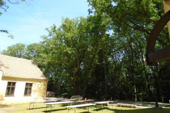 významný strom - dub letní - u kaple; pod ním kamenný pomník Miloše Šimka (© Jaroslav Špiroch  06/2022)