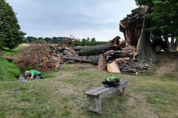 Padlá lípa u kaple sv. Vojtěcha (© Simona Kidlesová 08/2022)
