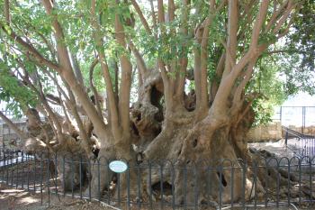 phytolacca v zahradě paláce (© Luděk Vláčil  08/2022)