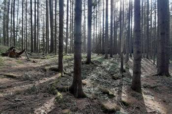 Vnitřní zástavba hrádku je dnes pro laika jen těžko čitelná (© Adam Šebesta 09/2022)