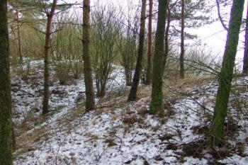 Příkop oddělující předhradí od pokračujícího výběžku ( © Roman Řezáč 12/2005)
