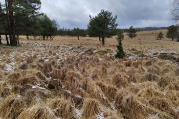 Mokřady pod Vlčkem (© Latra Vajrychová 02/2020)
