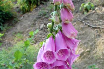 náprstník červený (digitalis purpurea) ( © iV 9.6.2007)