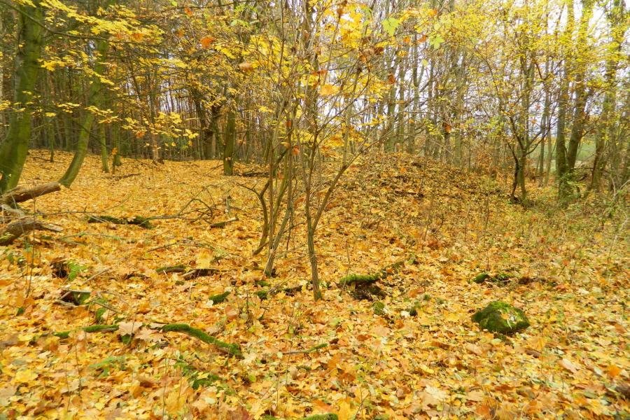 Beyerovka