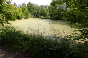 Skřivany-rybník Svatá Anna (© Boris Jelínek  06/2021)