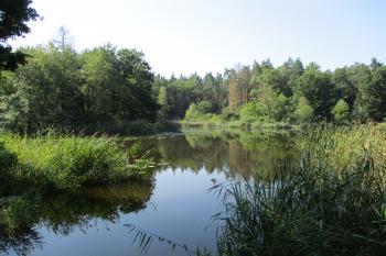 Mlýnský rybník (© Boris Jelínek 07/2021)
