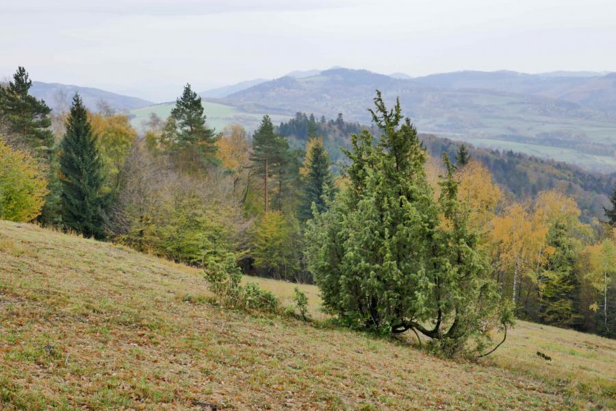 přírodní rezervace Ploščiny