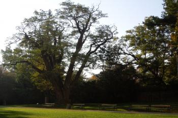 zám.park (© D Dohňanský, 11/2018)