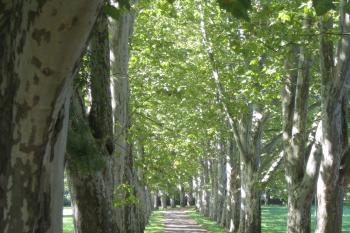 Strážnice (© Zdeněk Susa, 09/2008)