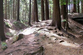 Panorama příkopů a valů na východě areálu hradu (© Jan P. Štěpánek 08/2006)