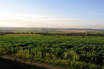 Pohled do kraje, na místa kde probíhala slavkovská bitva ( © Roman Řezáč 07/2004)