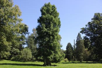 zámecký park (© Luděk Vláčil  08/2023)