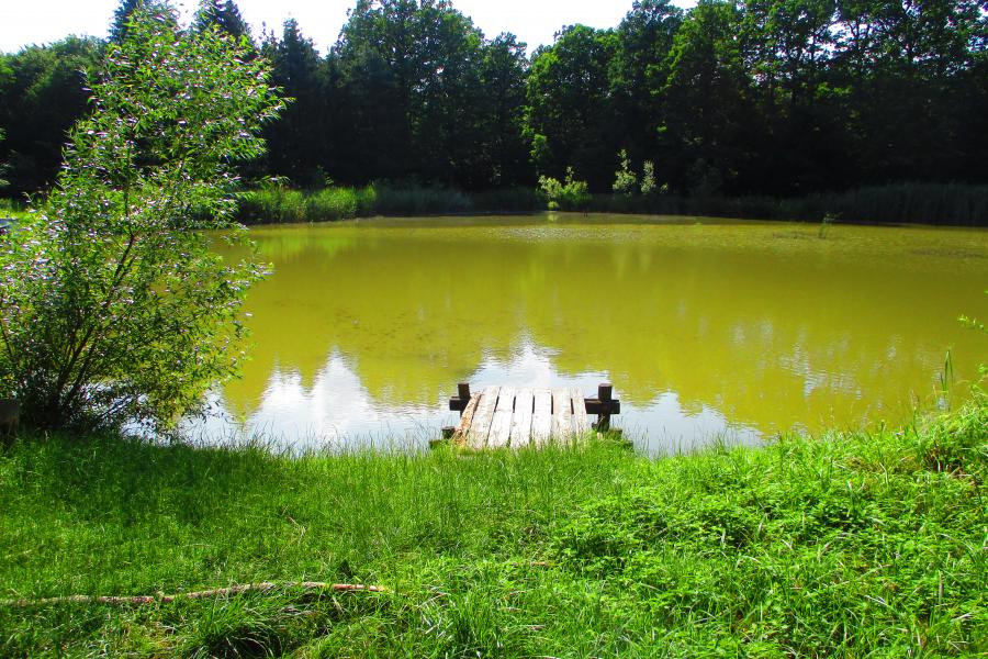 Bučina