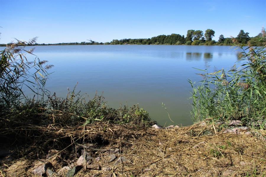 Třesický rybník