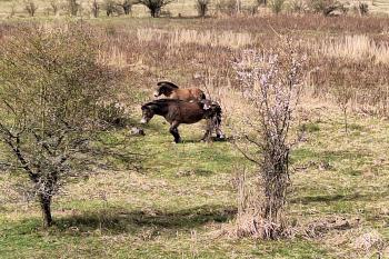 Exmoorský pony (© Simona Kidlesová  03/2024)