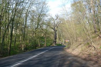 Oldřichův dub (© František Kinař, 04/2012)