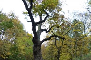 Oldřichův dub (© František Kinař, 10/2012)