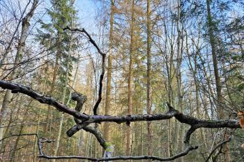 Přírodní rezervace Polom  (© Jan P. Štěpánek  04/2024)