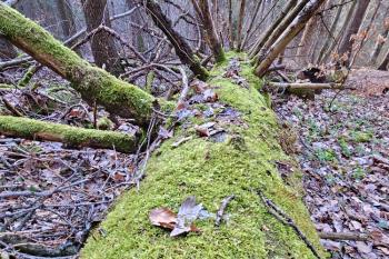 Přírodní rezervace Polom  (© Jan P. Štěpánek  04/2024)