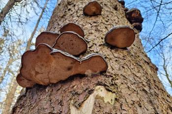 Přírodní rezervace Polom  (© Jan P. Štěpánek  04/2024)